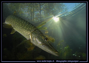 Pike attitude I... :O)... by Michel Lonfat 